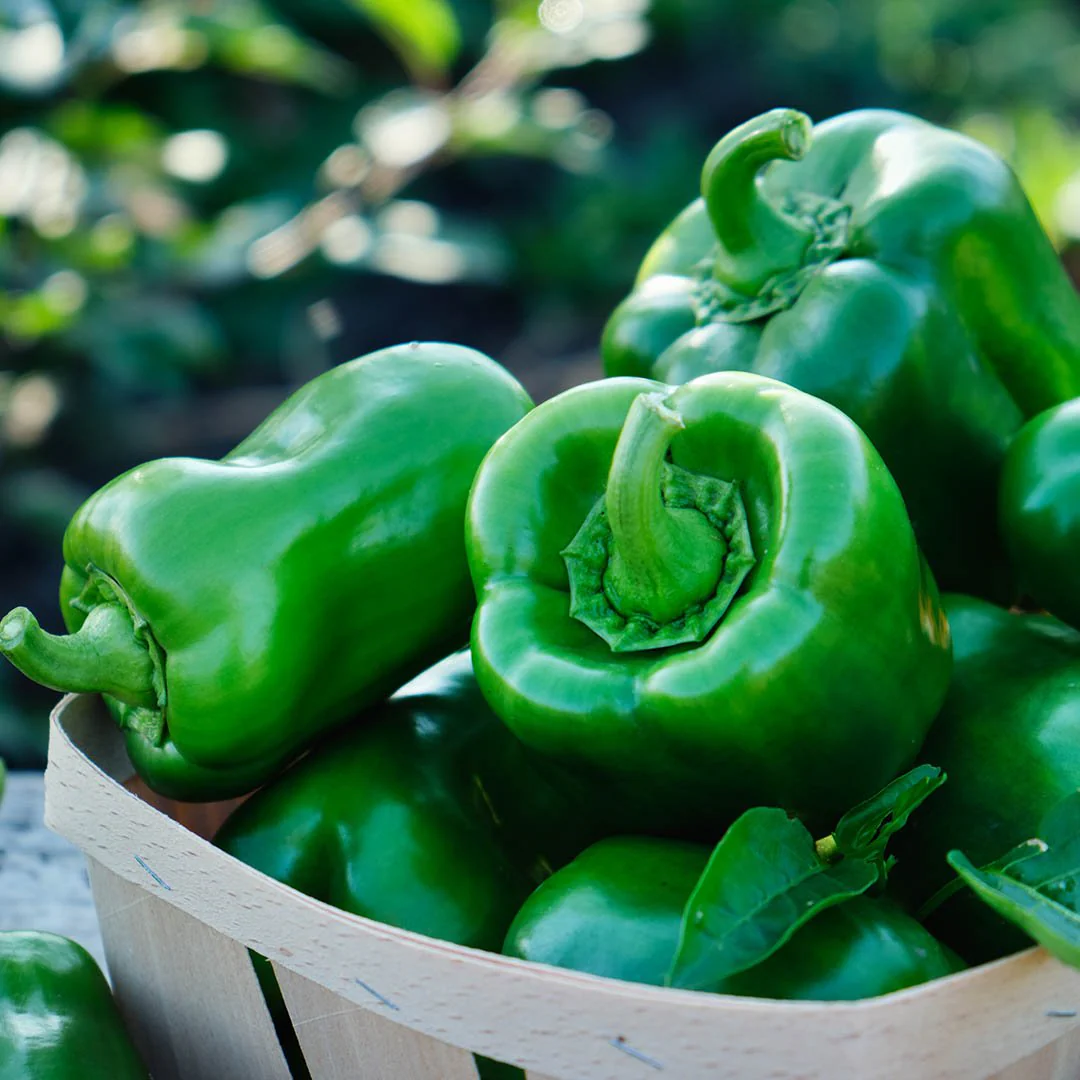 Green Capsicum (शिमला मिर्च)